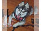 Huskies -Pomeranian Mix DOG FOR ADOPTION RGADN-1215326 - Jennie - Pomeranian /