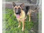 German Shepherd Dog Mix DOG FOR ADOPTION RGADN-1215343 - ASTRELLA - German