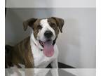 Chinese Shar-Pei Mix DOG FOR ADOPTION RGADN-1215354 - Jip - Shar Pei / Mixed Dog