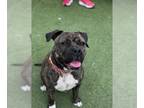 American Pit Bull Terrier Mix DOG FOR ADOPTION RGADN-1215364 - BERTHA - Pit Bull