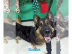 German Shepherd Dog Mix DOG FOR ADOPTION RGADN-1215373 - Kodiak - German