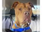 American Pit Bull Terrier DOG FOR ADOPTION RGADN-1215379 - Neon - American Pit