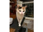 Adopt Sweetie Pie - Cuddly Calico a Calico