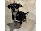 Adopt Abilene aka Abby a Dachshund, Beagle