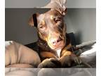 American Pit Bull Terrier-Doberman Pinscher Mix DOG FOR ADOPTION RGADN-1215391 -