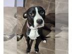 American Pit Bull Terrier Mix DOG FOR ADOPTION RGADN-1215405 - Pandora -