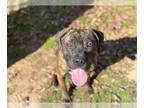 Boxer Mix DOG FOR ADOPTION RGADN-1215409 - DREIDEL - Boxer / Mixed (medium coat)