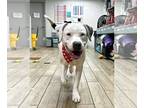 Dogo Argentino Mix DOG FOR ADOPTION RGADN-1215412 - Jingle - Dogo Argentino /