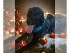 Labrador Retriever DOG FOR ADOPTION RGADN-1215418 - Stanley Holiday - Labrador