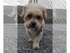 Shih Tzu Mix DOG FOR ADOPTION RGADN-1215421 - Alex - Shih Tzu / Mixed (medium