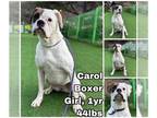 Boxer DOG FOR ADOPTION RGADN-1215427 - Carol from Korea - Boxer Dog For Adoption