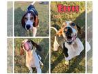 Treeing Walker Coonhound DOG FOR ADOPTION RGADN-1215430 - Elvis - Treeing Walker