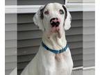 Great Dane DOG FOR ADOPTION RGADN-1215432 - Jackson - Great Dane (short coat)