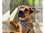 Mastiff Mix DOG FOR ADOPTION RGADN-1215439 - 2311-0689 Trusty - Mastiff / Mixed