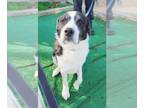 Great Pyrenees Mix DOG FOR ADOPTION RGADN-1215451 - George - Great Pyrenees /