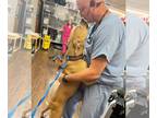 Labrador Retriever Mix DOG FOR ADOPTION RGADN-1215459 - Lady - Labrador