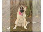 German Shepherd Dog Mix DOG FOR ADOPTION RGADN-1215461 - Ginger Long Beach