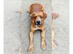 Vizsla Mix DOG FOR ADOPTION RGADN-1215463 - Jasper & Sienna - Courtesy Post -