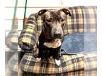 Staffordshire Bull Terrier Mix DOG FOR ADOPTION RGADN-1215466 - Ralphie Teddy