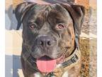 Mastiff DOG FOR ADOPTION RGADN-1215474 - JANGO - Mastiff (medium coat) Dog For