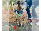 Plott Hound Mix DOG FOR ADOPTION RGADN-1215477 - 2312-1503 Draco - Plott Hound /