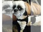 Shih Tzu Mix DOG FOR ADOPTION RGADN-1215485 - MILO - Shih Tzu / Mixed (medium
