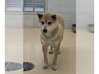 Shiba Inu DOG FOR ADOPTION RGADN-1215490 - Honey Bear - Shiba Inu (medium coat)