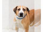 English Foxhound Mix DOG FOR ADOPTION RGADN-1215494 - DAISY - English Foxhound /