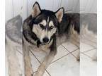 Mix DOG FOR ADOPTION RGADN-1215499 - Iceman - Husky (medium coat) Dog For