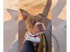 Boston Terrier-Boxer Mix DOG FOR ADOPTION RGADN-1215500 - Boston - Boston