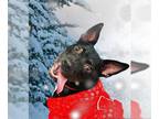 American Pit Bull Terrier DOG FOR ADOPTION RGADN-1215507 - DAE DAE - Pit Bull