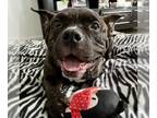 American Pit Bull Terrier DOG FOR ADOPTION RGADN-1215515 - *SUGAR - Pit Bull