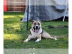 Anatolian Shepherd-Siberian Husky Mix DOG FOR ADOPTION RGADN-1215516 - ATLAS -