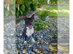 Akita-American Pit Bull Terrier Mix DOG FOR ADOPTION RGADN-1215517 - *PANTHER -