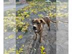 Mountain Cur Mix DOG FOR ADOPTION RGADN-1215525 - Quinn - Mountain Cur / Mixed