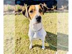 Beagle Mix DOG FOR ADOPTION RGADN-1215527 - BELLE - Beagle / Mixed (medium coat)