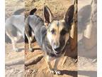 German Shepherd Dog DOG FOR ADOPTION RGADN-1215530 - Athena - German Shepherd