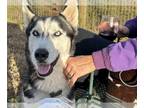 Siberian Husky DOG FOR ADOPTION RGADN-1215532 - Barry - Siberian Husky Dog For