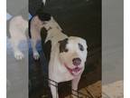 American Pit Bull Terrier Mix DOG FOR ADOPTION RGADN-1215533 - Hailey-Dog (KS