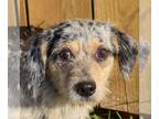 Australian Shepherd Mix DOG FOR ADOPTION RGADN-1215543 - Sirius - Australian