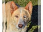 German Shepherd Dog-Huskies Mix DOG FOR ADOPTION RGADN-1215544 - Sprout - German