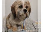 Cava-Tzu DOG FOR ADOPTION RGADN-1215557 - Hoss - Cavalier King Charles Spaniel /