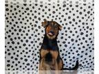 Doberman Pinscher Mix DOG FOR ADOPTION RGADN-1215559 - ELTON - Doberman Pinscher