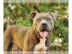 Bullmastiff Mix DOG FOR ADOPTION RGADN-1215561 - JOSEPH - Bullmastiff / Mixed