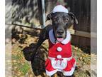 Great Dane DOG FOR ADOPTION RGADN-1215562 - OSTRICH - Great Dane (medium coat)