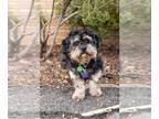 Peke-A-Poo DOG FOR ADOPTION RGADN-1215578 - Finch - Pekingese / Poodle