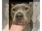 American Pit Bull Terrier DOG FOR ADOPTION RGADN-1215582 - Noel - American Pit