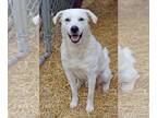 Labrador Retriever-pomeranian spitz Mix DOG FOR ADOPTION RGADN-1215594 -