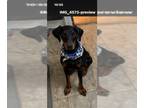 Doberman Pinscher DOG FOR ADOPTION RGADN-1215596 - Snoop - Doberman Pinscher Dog