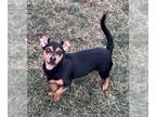 Miniature Pinscher Mix DOG FOR ADOPTION RGADN-1215597 - Leroy Brown - Miniature